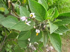 Solanum