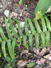 Nephrolepis biserrata