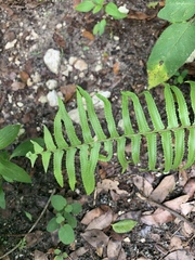 Nephrolepis biserrata