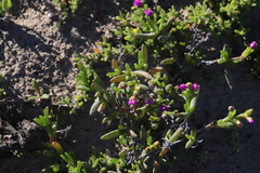Ruschia langebaanensis