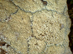 Pertusaria multipuncta
