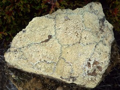 Pertusaria multipuncta