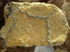 Pertusaria multipuncta