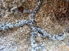 Pertusaria multipuncta