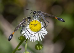 Ammophila urnaria