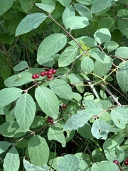 Lonicera xylosteum