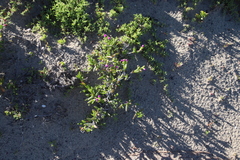 Ruschia langebaanensis