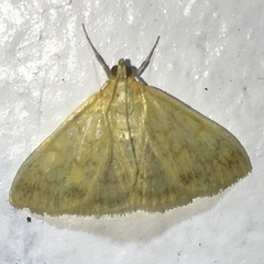 Crocidophora tuberculalis