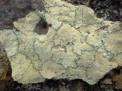 Pertusaria multipuncta