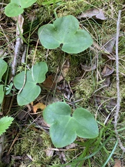 Hepatica nobilis