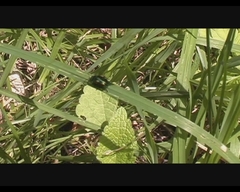 Chrysochus asclepiadeus