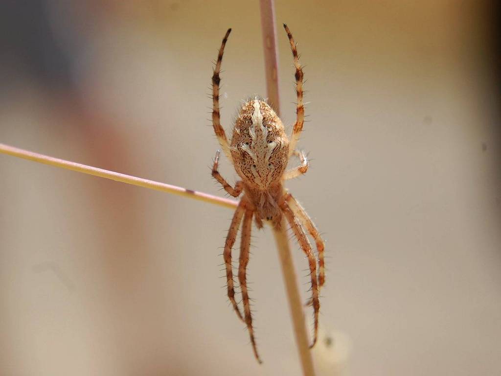 Northern Orb Weaver