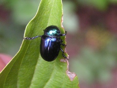 Chrysochus asclepiadeus