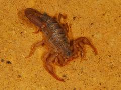 Serradigitus gertschi