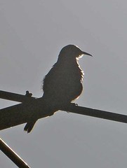 Thryomanes bewickii