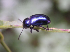 Chrysochus asclepiadeus