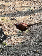 Phasianus colchicus