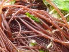 Gracilariaceae