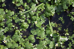 Ranunculus omiophyllus