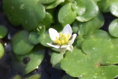 Ranunculus omiophyllus