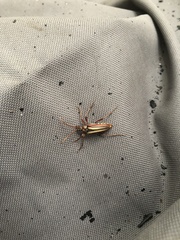 Stenocorus trivittatus