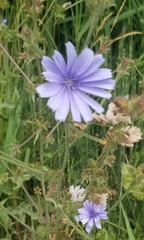 Cichorium intybus