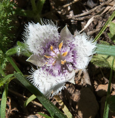 Calochortus coeruleus