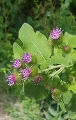Arctium minus