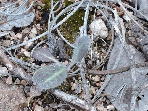Image of Hieracium fendleri by (c) Jonathan Rodriguez, some rights reserved (CC BY)