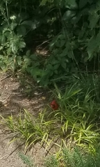 Cardinalis cardinalis