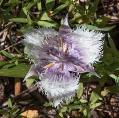 Calochortus coeruleus