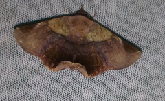 Psimada quadripennis