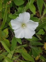Calystegia spithamaea
