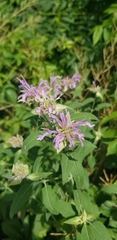 Monarda fistulosa
