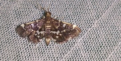 Piletocera sodalis