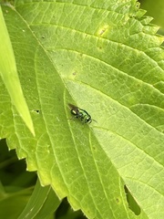 Euperilampus triangularis