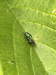 Euperilampus triangularis