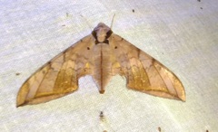 Ambulyx substrigilis