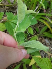 Calystegia spithamaea