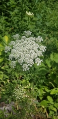Daucus carota