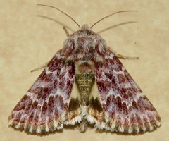 Schinia lucens