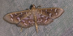Nausinoe