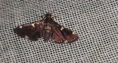 Piletocera aegimiusalis