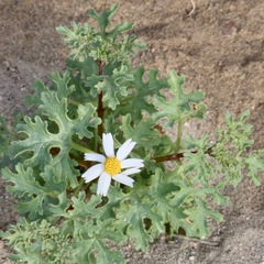 Perityle crassifolia robusta