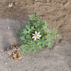 Perityle crassifolia robusta
