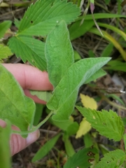Calystegia spithamaea