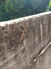 Exocnophila