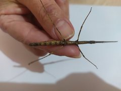 Exocnophila
