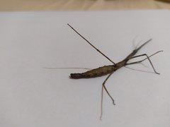 Exocnophila