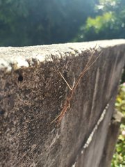 Exocnophila